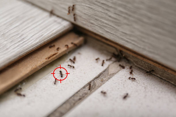 Best Termite Control Services  in Damascus, MD